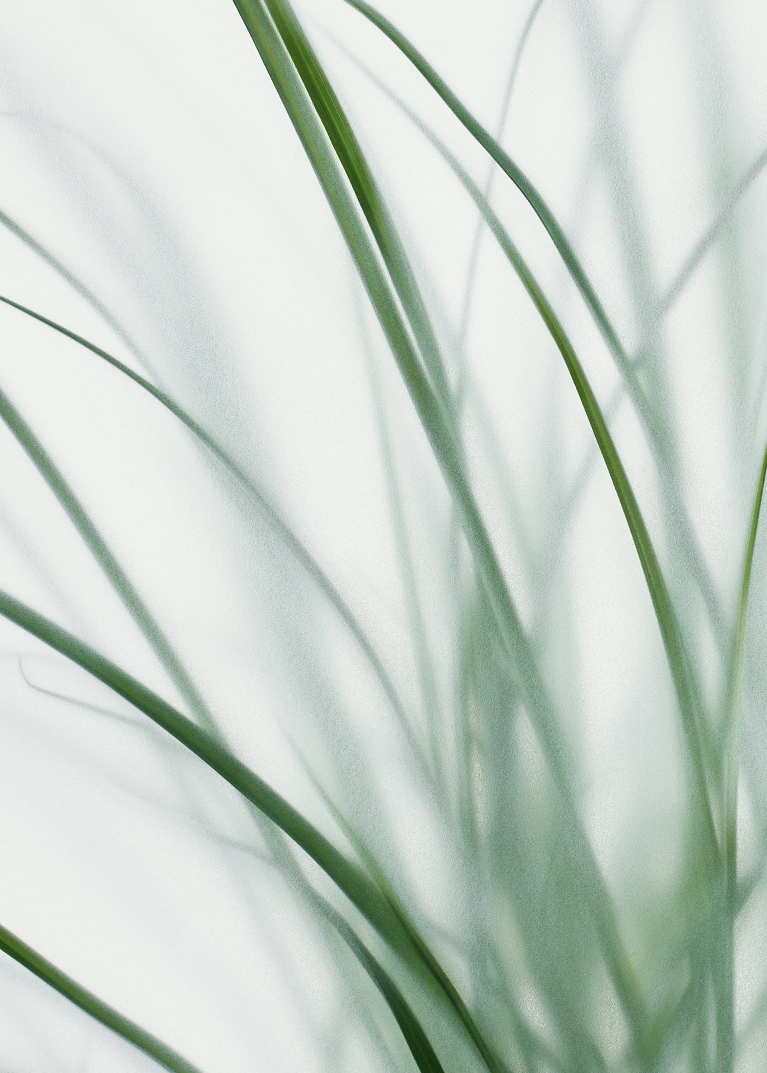 OIL NO 3 PARSLEY SEED